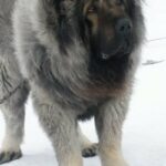 با بزرگترین نژاد سگ در ایران آشنا شوید!/ عکس