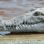 درگیری خونین سگ و کانگورو در آب!/ عکس