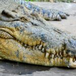 بزرگترین تمساح زنده دنیا که تا ۸ متر قد می‌کشد!/ فیلم