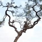 تعقیب و گریز تماشایی پلنگ و میمون روی درخت (فیلم)