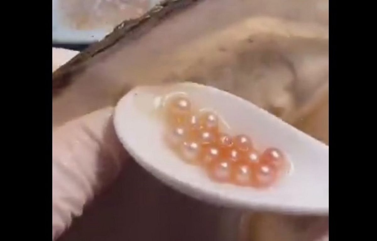 استخراج مروارید طلایی از صدف غول پیکر (فیلم) استخراج مروارید طلایی از صدف غول پیکر (فیلم)