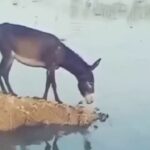 الاغ ساده لوح به رودخانه ای پر از کروکودیل می پرد (فیلم)