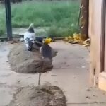 وقتی کبوتر نر برای ماده اش برگ می آورد (فیلم)