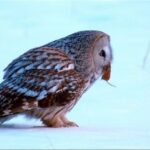 شکار حیرت انگیز موش از داخل برف توسط یک جغد (فیلم)