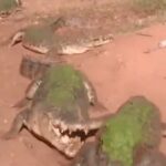 کار عجیب تمساح/ دست یک تمساح دیگر را کند و خورد (فیلم)
