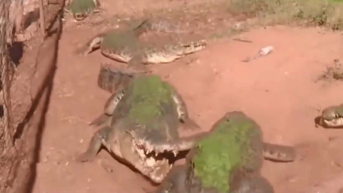 کار عجیب تمساح/ دست یک تمساح دیگر را کند و خورد (فیلم)