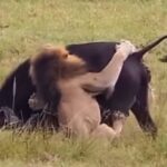 خشونت محض شیرها در مقابل چشم عکاسان و فیلمبرداران (فیلم)