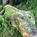 بزرگترین تمساح زنده دنیا که تا ۸ متر قد می‌کشد (فیلم)