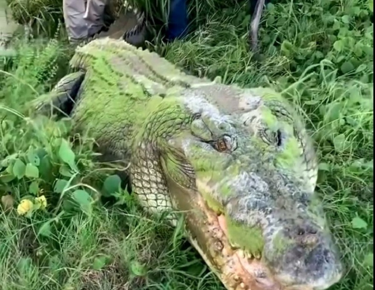 بزرگترین تمساح زنده دنیا که تا ۸ متر قد می‌کشد (فیلم)