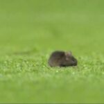 حضور مهمان ناخوانده در ورزشگاه الاتحاد (فیلم)