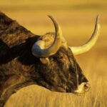 تلاش گاو میش برای رسیدن به خودروی در حال حرکت (فیلم)