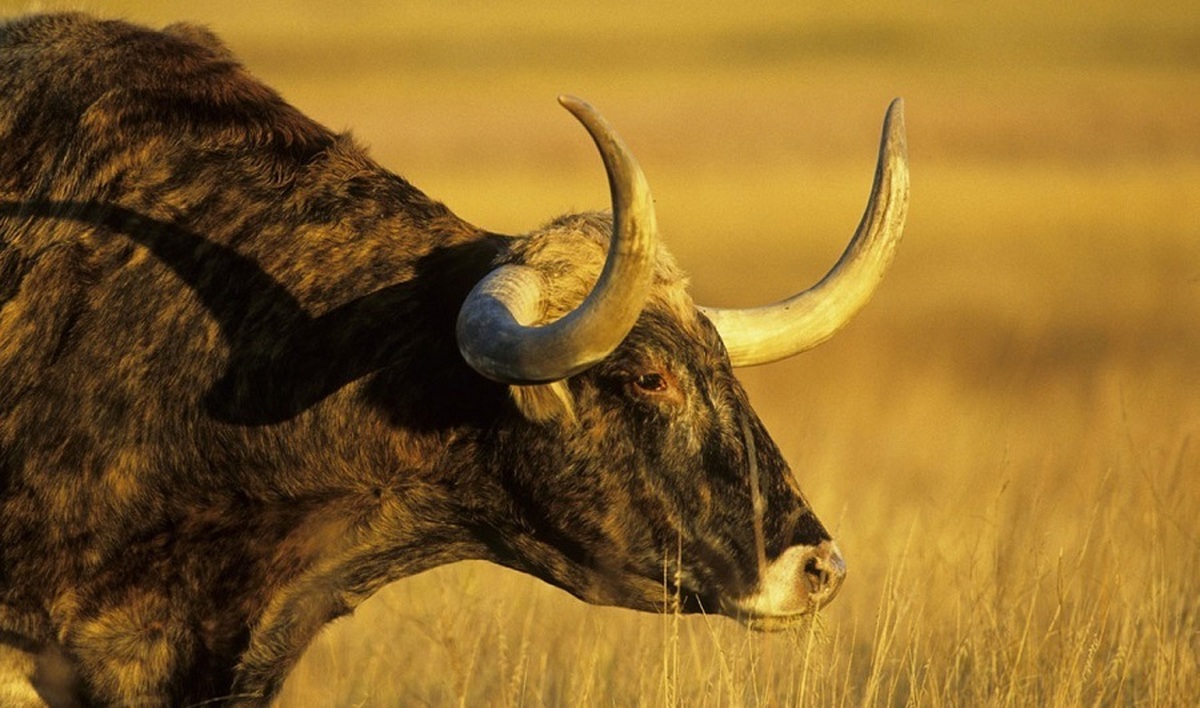 تلاش گاو میش برای رسیدن به خودروی در حال حرکت (فیلم)