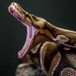 ببینید | لحظه نادر تسلیم شدن مار بزرگ پیتون برای خوردن سنجاب پس از شکار!