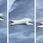 ببینید | بازیگوشی بامزه خرس سفید قطبی در آب یخ زده