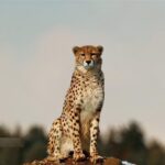 ببینید | هم غذا شدن یک پلنگ با چند مرد عرب در دبی!