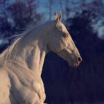 ببینید | استراحت جالب اسب در کنار صاحبش با لبی خندان