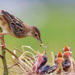 ببینید | محافظت دیدنی پرنده مادر از جوجه‌اش