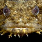 ببینید | قدرت آرواره‌های یک وزغ ماهی شکارچی؛ خرد کرد صدف‌ها با گاز!