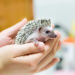 ببینید |  حمام کردن جوجه تیغی!