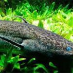 ببینید | ماهی‌های شگفت‌انگیزی که در خشکی می‌خزند!