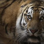 ببینید | خودنمایی یک ببر در مقابل دوربین