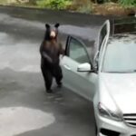 ببینید | تلاش خرس سیاه برای ورود به یک خودرو در یک جاده جنگلی