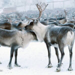 ببینید |‌ استراتژی جالب گوزن‌های شمالی هنگام احساس تهدید