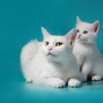 ببینید | حرکت احساسی گربه ماده؛ معرفی فرزندانش به یک دختر بچه مهربان