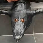 ببینید | جابه‌جایی ترسناک مرزهای دنیای مُد؛ کفش کروکودیلی!