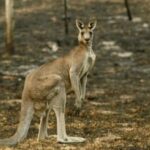 ببینید | واکنش کانگوروها در استرالیا به نی‌نوازی یک ایرانی