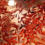 ببینید | تصاویر عجیب از صید ماهی قرمز برای شب عید در دی‌ماه!