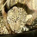 ببینید | نجات یک قلاده پلنگ در فیروزکوه