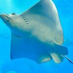 ببینید | لحظه باورنکردنی خندیدن ماهی پس از قلقلک شکم!