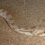 ببینید | ویدیویی از انعطاف باورنکردنی دهان مار هنگان بلعیدن تخم پرنده درشت!