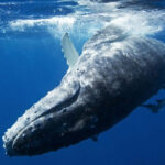 ببینید | احوالپرسی زیر آبی با یک نهنگ گوژپشت