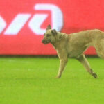 ببینید | توپ‌دزدی خنده‌دار یک سگ وسط برگزاری مسابقه فوتبال در لیگ مکزیک