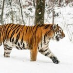 ببینید | جثه شگفت‌انگیز ببر سیبری در مقابل انسان