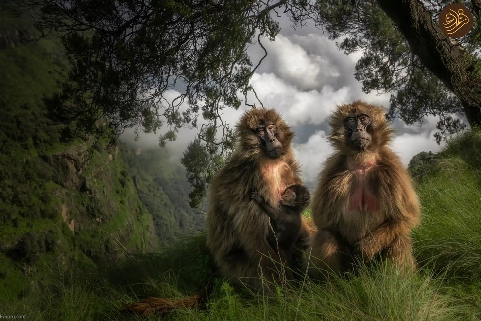 (تصاویر) از لیس زدن توله شیر تا لاک‌پشت خیلی خوشحال