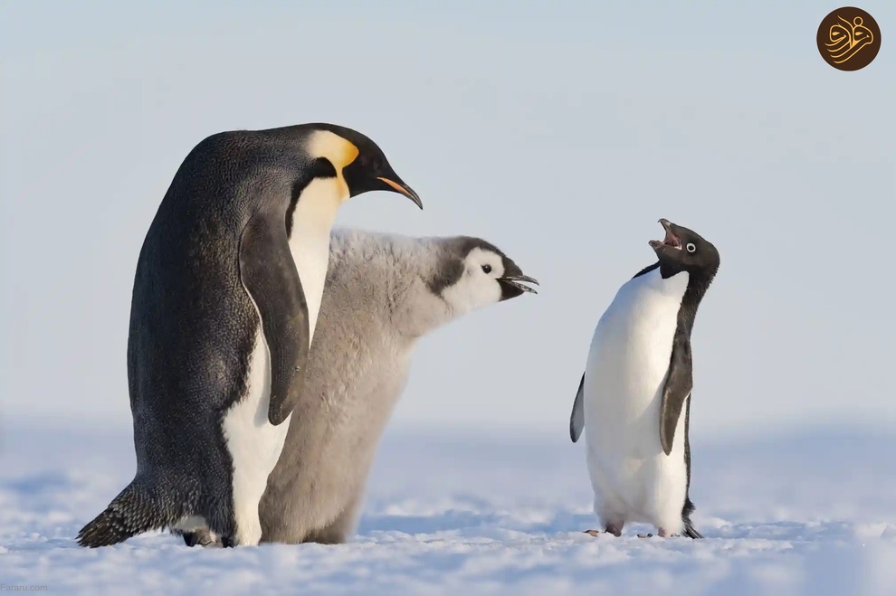 (تصاویر) از لیس زدن توله شیر تا لاک‌پشت خیلی خوشحال