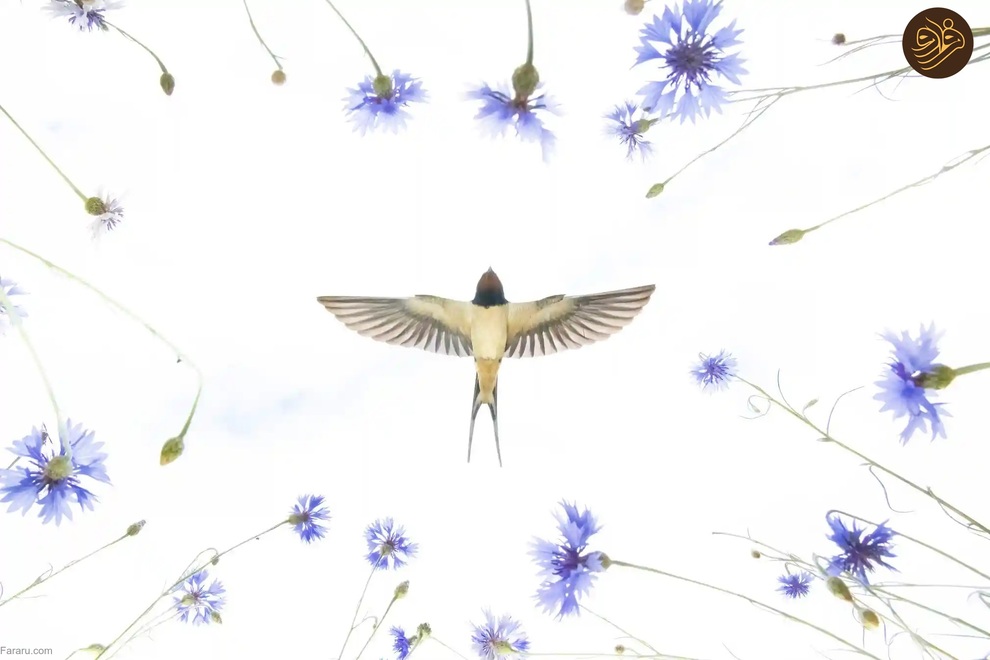 (تصاویر) از لیس زدن توله شیر تا لاک‌پشت خیلی خوشحال