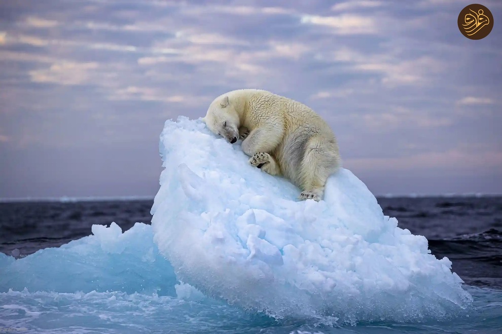 (تصاویر) از لیس زدن توله شیر تا لاک‌پشت خیلی خوشحال