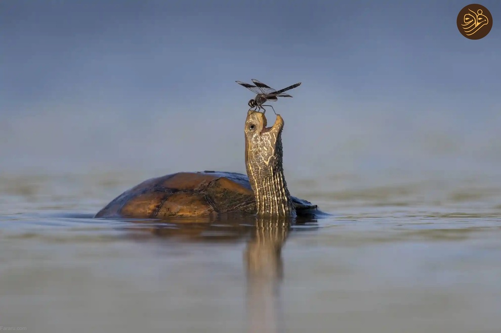 (تصاویر) از لیس زدن توله شیر تا لاک‌پشت خیلی خوشحال