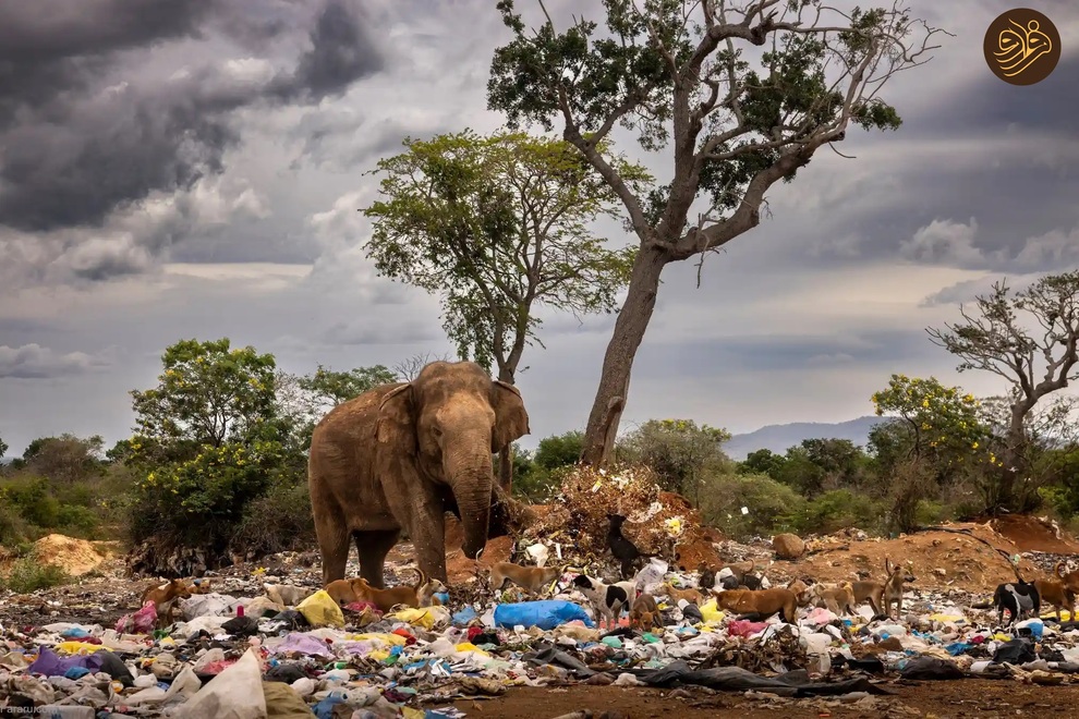 (تصاویر) از لیس زدن توله شیر تا لاک‌پشت خیلی خوشحال