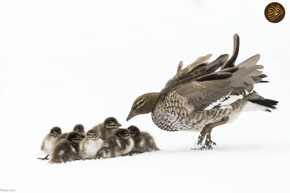 (تصاویر) از لیس زدن توله شیر تا لاک‌پشت خیلی خوشحال