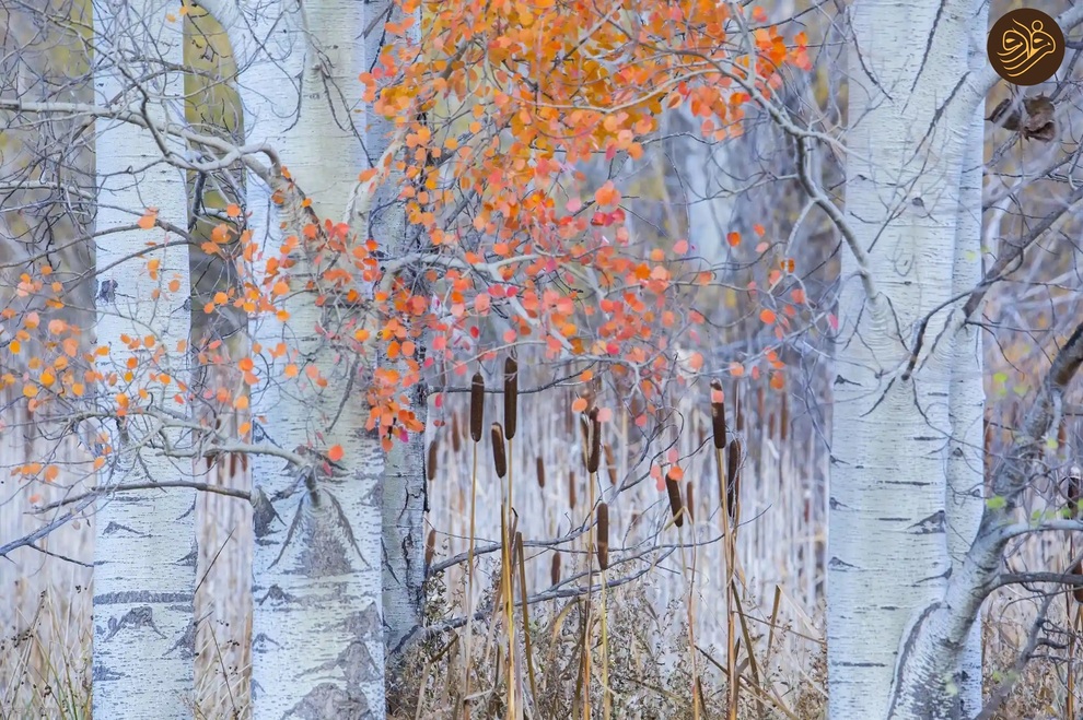 (تصاویر) از لیس زدن توله شیر تا لاک‌پشت خیلی خوشحال