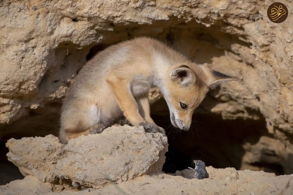 (تصاویر) از لیس زدن توله شیر تا لاک‌پشت خیلی خوشحال