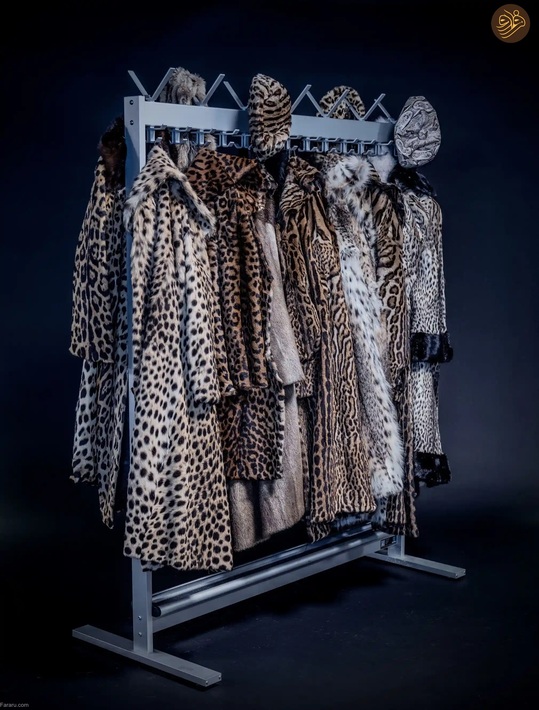 (تصاویر) از لیس زدن توله شیر تا لاک‌پشت خیلی خوشحال