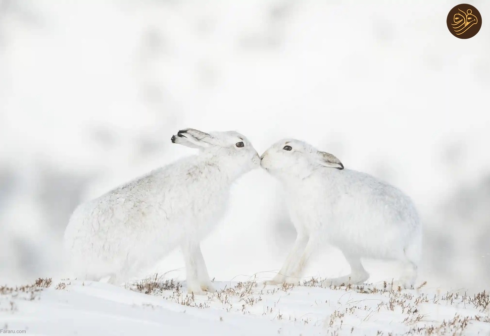 (تصاویر) از لیس زدن توله شیر تا لاک‌پشت خیلی خوشحال