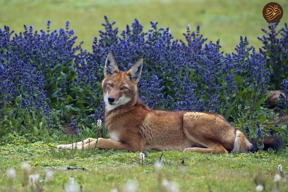 (تصاویر) از لیس زدن توله شیر تا لاک‌پشت خیلی خوشحال