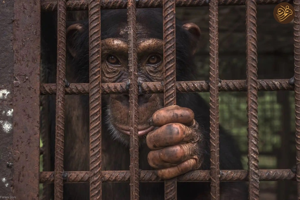 (تصاویر) از لیس زدن توله شیر تا لاک‌پشت خیلی خوشحال